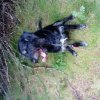 blacky