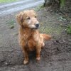 bosco