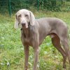 igor