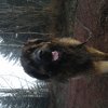 izzi