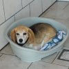 mirabelle