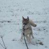 sitka