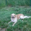 zazou